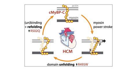 Nanomechanical Phenotypes In Cardiac Myosin Binding Protein C Mutants