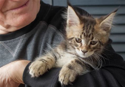 Bringing A New Kitten Home Tips And Advice For New Cat Owners