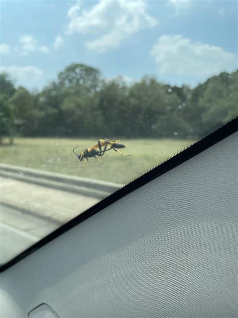 What kind? : r/WASPs