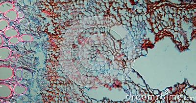 Carrot Root In Cross Section Stock Video Video Of Magnification