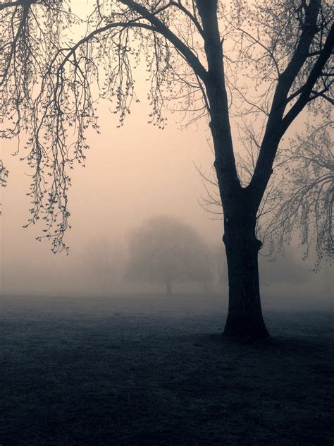 Bildet Landskap Tre Natur Skog Gren Silhouette Vinter Lett