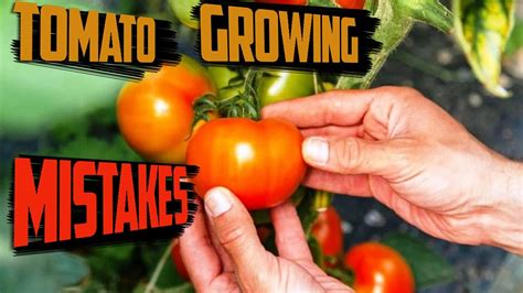 Top 10 Tomato Growing Mistakes Growing Tomato Tips YouTube