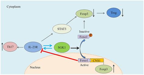 Schematic Diagram Of The Role Of Sgk In Governing The Reciprocal