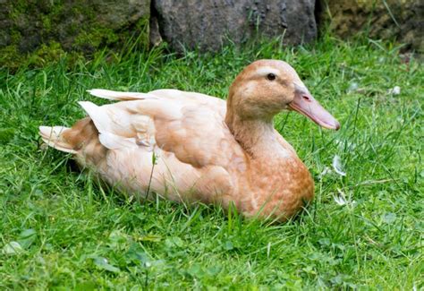 Deutsche Pekingente Legeleistung Charakter Und Haltung