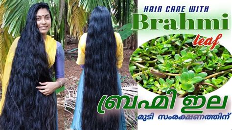 How To Use Brahmi Leaf For Hair Care