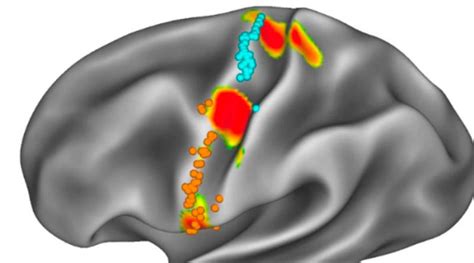 Descubren La Zona Del Cerebro Que Sirve De Vínculo Literal Entre El Cuerpo Y La Mente Invdes