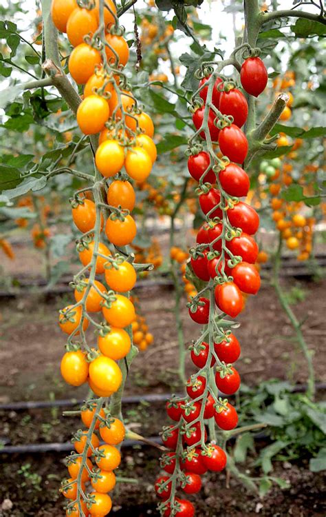 Così Comè Italian Tomatoes Gusto Italiano