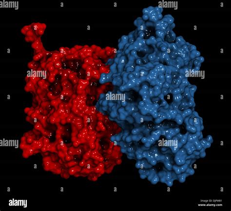 Glucocerebrosidase (beta-glucosidase) enzyme molecule. Deficient in Stock Photo: 63040181 - Alamy