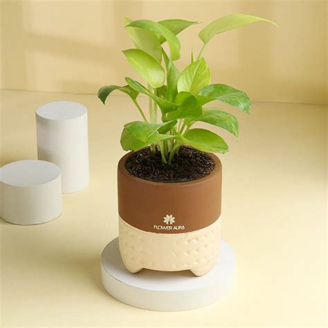 Buy Terracotta Planters Online In India Terracotta Plant Pots