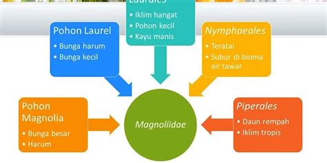 Contoh Angiospermae Yang Dapat Dimanfaatkan Sebagai Bahan Sandang Adalah