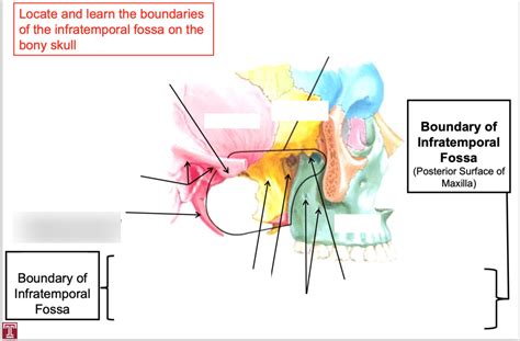 Infratemporal Fossa Boundaries