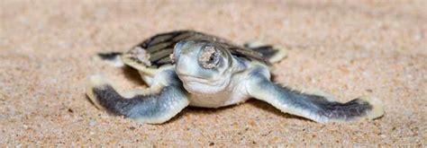 Turtle Nesting On Western Cape York Australia Information For Tourists