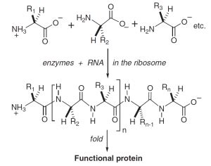 Enzyme Molecule Structure