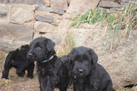 Elevage Des Bergers Du Desert Eleveur De Chiens Berger De Brie