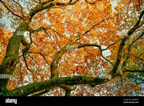 Colourful Autumn Oak Tree Leaves And Branches Blenheim Palace