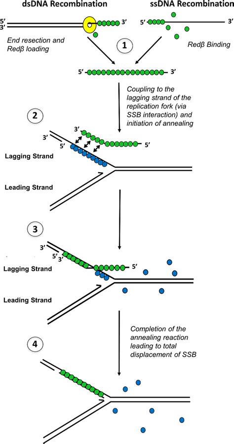 A Revised Model For Phage Red Recombination That Includes An