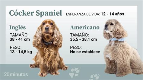 Conoce los diferentes tipos de Cocker Spaniel características y