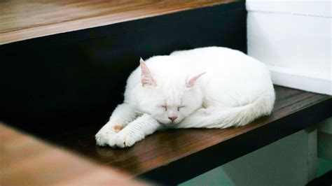 20 Cute Cat Sleeping Positions & What They Mean - ZumVet Blog