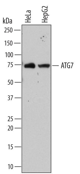 Human Mouse Atg Antibody Mab By R D Systems Part Of Bio Techne