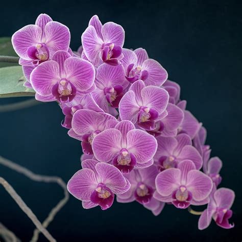 Orchideen Blumen Pflanze Kostenloses Foto Auf Pixabay Pixabay