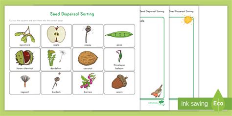 Seed Dispersal Worksheet