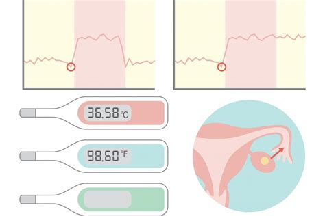 M Todo De La Temperatura Basal Qu Es La Temperatura Basal