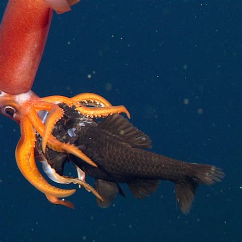 A squid eating a fish face-first in the deep sea. : r/squid