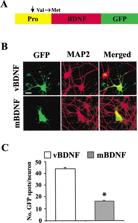 The BDNF Val66met Polymorphism Affects Activity Dependent Secretion Of