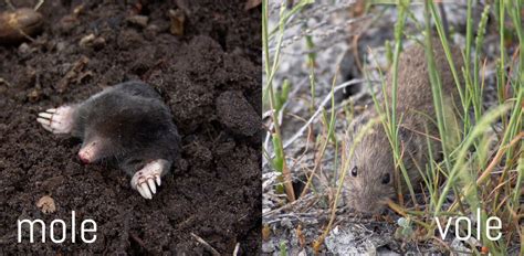 Moles Or Voles In Your Garden Plantskydd