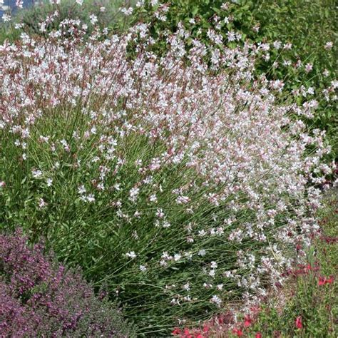 Gaura Lindheimeri Fleur Blanche Pour Jardin Sec Tout Lété