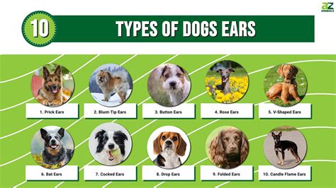 10 Types Of Dog Ears A Z Animals