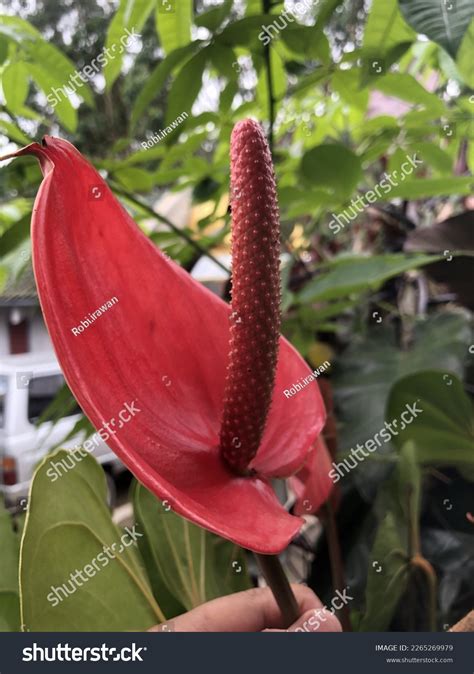 One Most Beautiful Types Plants Stock Photo 2265269979 Shutterstock