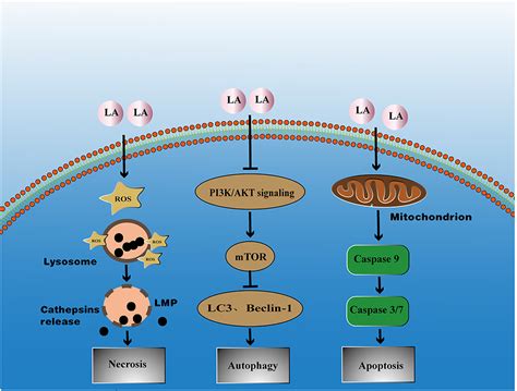 Cytotoxicity Of Local Anesthetics Jpr