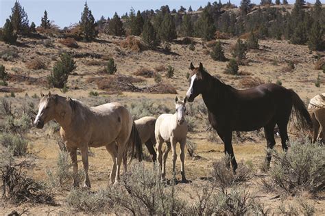 Steens Wild Horses 1859 Oregons Magazine