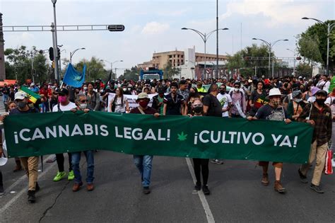 Por Qué La Decisión De La Scjn Sobre El Uso Lúdico De La Marihuana No