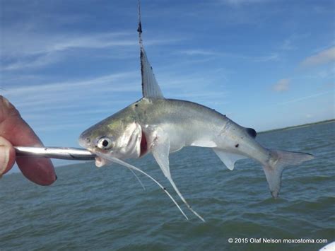 Catfish Gafftopsail Gunnar