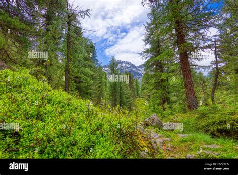 Breathtaking landscape in the Val da Camp valley, switzerland Stock ...