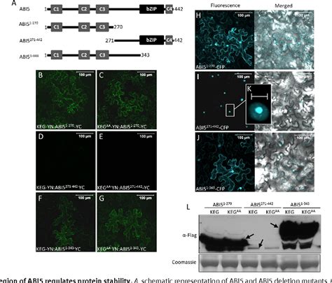 Figure From Cytoplasmic Degradation Of The Arabidopsis Transcription