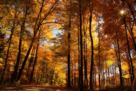 Morton Arboretum Dreamy Canopy Of Color Photograph By Rosanne Jordan