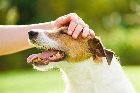 6 Signs Your Dog Is Stressed And How To Relieve It Pet Services At Your