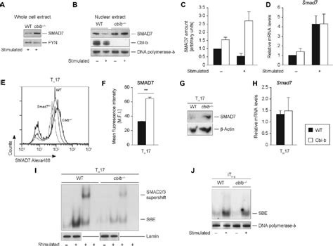 Smad7 Protein Levels Are Strongly Increased In Cblb Deficient T Cells Download Scientific