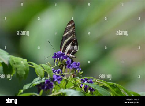 Stunning Black And White Zebra Butterfly With Red Markings Stock Photo