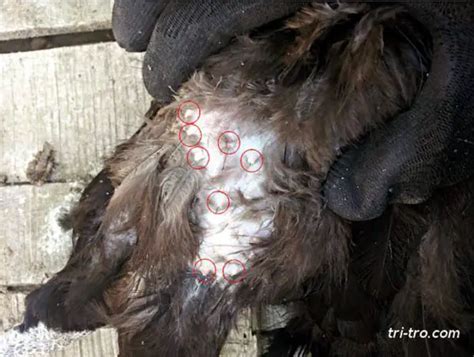 Gallina Castellana Negra Sarna Desplumante Y Sarna De Las Patas