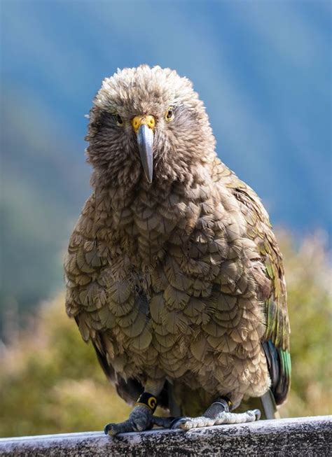 Baby Kea Photo Tree Bird Photo Beautiful Birds Caique Parrot New