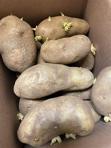 I Ordered A 10 Pound Bag Of Potatoes Off Instacart All Of The Potatoes Had Already Sprouted In