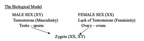 Femininities And Masculinities Sociology Of Genders