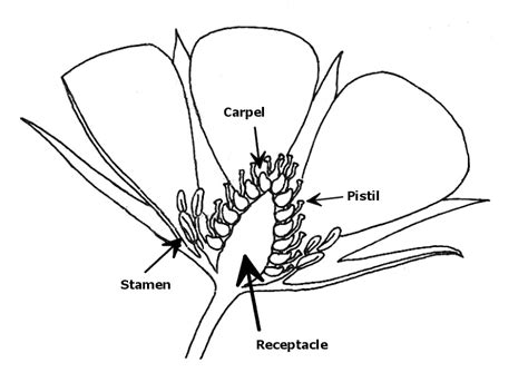 Flowering Plants Diagram