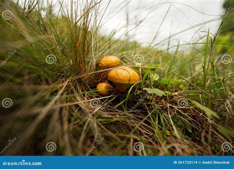 Buttercup Mushrooms Latin Suillus Luteus Is A Yellow Mushroom Growing