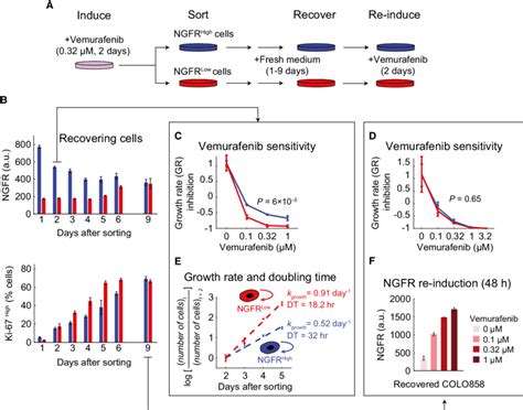 Vemurafenib Induced De Differentiation Of Cells And Adaptive Resistance