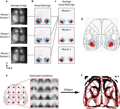 Cortical Wide Field Alignment A Example Wide Field Images From One